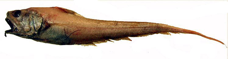 Coryphaenoides brevibarbis_0221